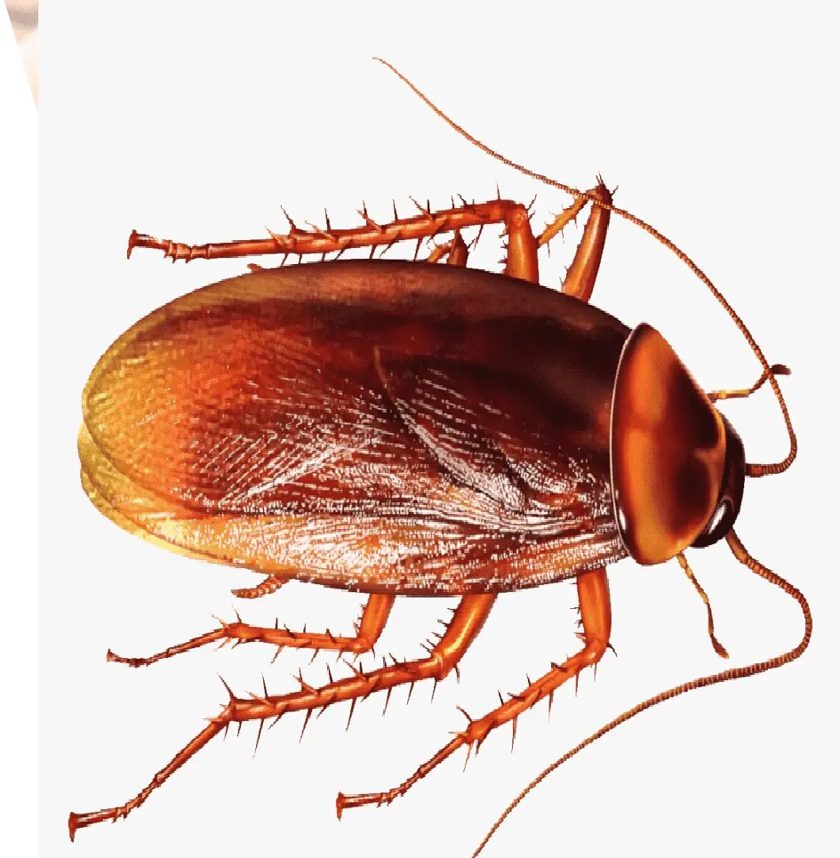 cockroach