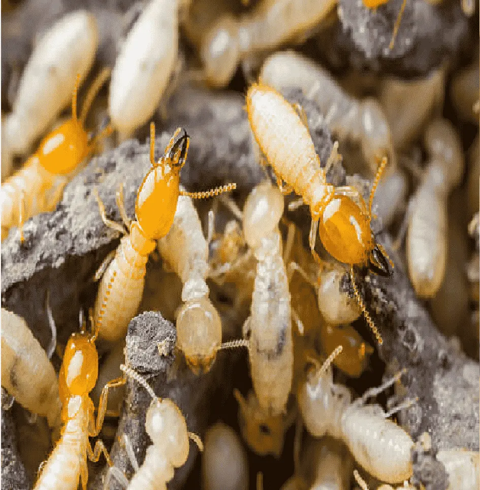 termite